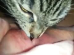 My husband was at work when my cat licked my hot pussy.